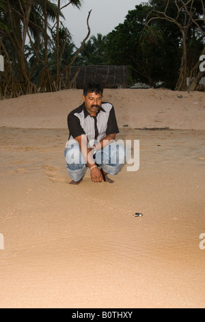 Chandrasiri Abrew rilasciare larve tartaruga in Sri Lanka Foto Stock