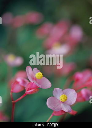 Hardy Begonia, Begonia grandis Foto Stock