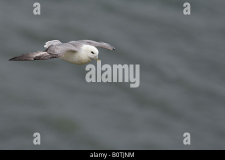 Fulmar fulmarus glacialis in volo sopra il mare Bempton Cliffs Yorkshire Foto Stock