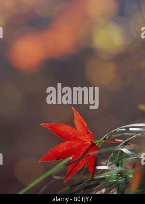 Japanese maple leaf Foto Stock