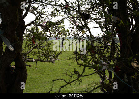 Offerte attaccato a una fata Thorn Tree sulla collina di tara nella contea di Meath, Repubblica di Irlanda Foto Stock