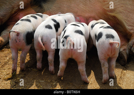 Quattro Gloucester Old Spot di suinetti di alimentazione. Regno Unito. Foto Stock