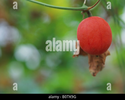 Gourd di Serpente, trichosanthes cucumerina Foto Stock
