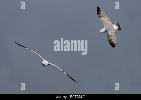 Aringhe giovani Gull Larus argentatus Foto Stock