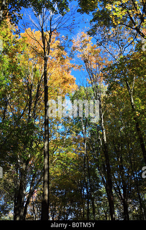 Bosco di Hancock Shaker Village, vicino Pittsfield nel cuore del Berkshires, Massachusetts, New England, STATI UNITI D'AMERICA Foto Stock