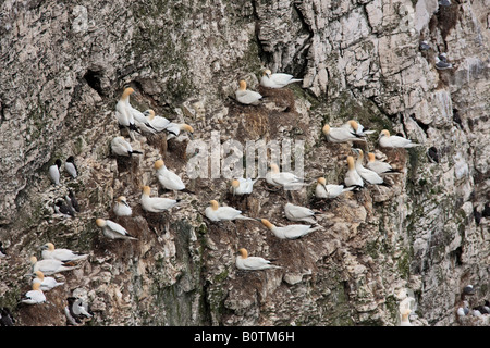 Gannett Morus bassanus nidificazione dei gruppi Bempton Cliffs Yorkshire Foto Stock