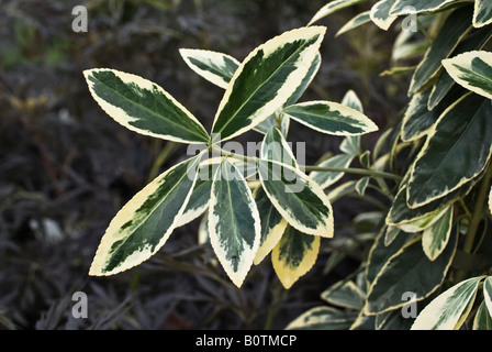 Colpisce da vicino di fogliame variegato di euonymus japonicus Americanuse9 Foto Stock