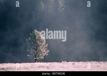 Nebbia di ghiaccio la brina su alberi di erba in una fredda mattina di autunno Hayden Valley il Parco Nazionale di Yellowstone Wyoming Foto Stock