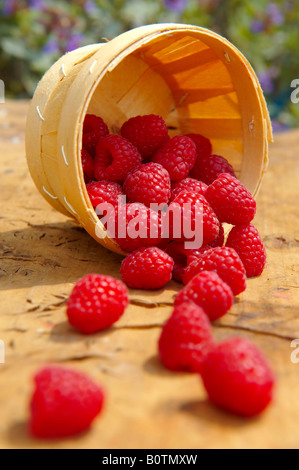 Fresche lamponi raccolti in cesti di frutta su un tavolo da giardino in giardino Foto Stock