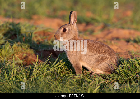 Coniglio oryctolagus cuniculus in prima serata luce Sutton Bedfordshire Foto Stock