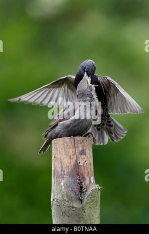 Starling Sturnus vulgaris alimentazione dei giovani Potton Bedfordshire Foto Stock