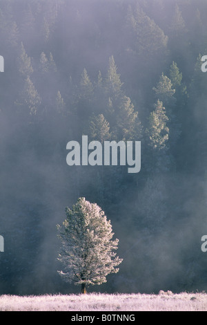 Nebbia di ghiaccio la brina su alberi di erba in una fredda mattina di autunno Hayden Valley il Parco Nazionale di Yellowstone Wyoming Foto Stock