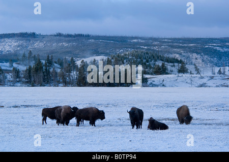 Buffalo bison allevamento in prato all'alba dopo caduta tempesta inferiore vicino Geyser Basin Parco Nazionale di Yellowstone Wyoming Foto Stock