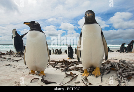 Ampio e basso angolo Fotografia di pinguini Gentoo controllo del fotografo sulla spiaggia di Volunteer Point, Isole Falkland Foto Stock