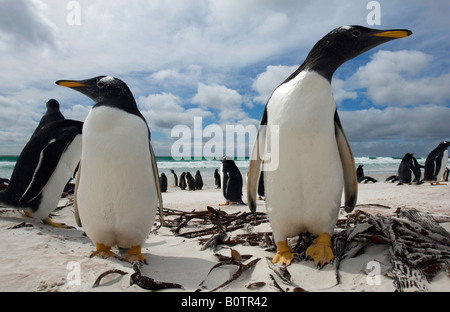 Ampio e basso angolo Fotografia di pinguini Gentoo controllo del fotografo sulla spiaggia di Volunteer Point, Isole Falkland Foto Stock