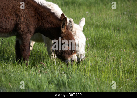 Bianco e Marrone di asini pascolano in un campo nella contea di Sligo, Repubblica di Irlanda Foto Stock