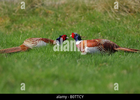 Pheasant Phasianus colchicus coppia in un stand off prima di combattimenti Foto Stock