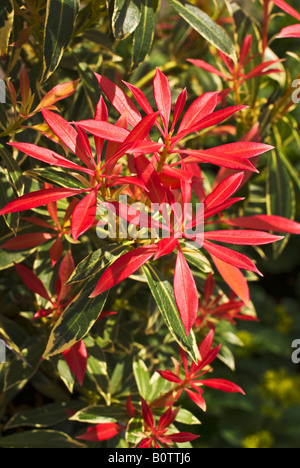 Colore delle molle delle foglie di Sarcococca japonica Flaming Silver in Maggio Foto Stock