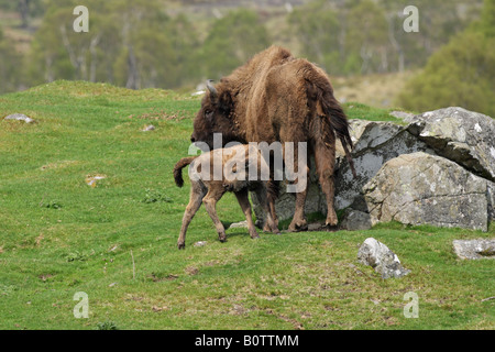 Il bisonte europeo Bison bonasus madre vacca e vitello insieme permanente sul pendio di una collina in un campo Foto Stock