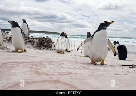 Ampio e basso angolo Fotografia di pinguini Gentoo controllo del fotografo sulla spiaggia di Volunteer Point, Isole Falkland Foto Stock