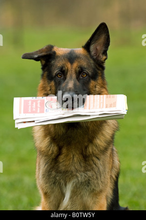 Pastore Tedesco cane con il giornale in volata Foto Stock