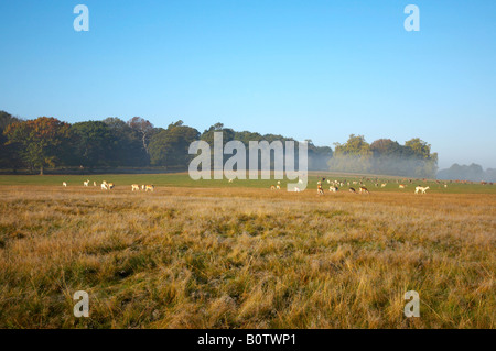 Daini, Dama Dama, in Richmond Park, Londra Foto Stock