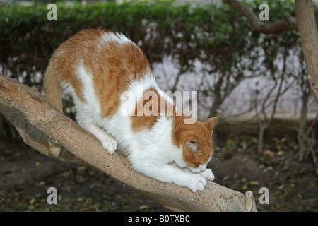 Il gatto domestico. Adulto su un ramo, affilare gli artigli Foto Stock