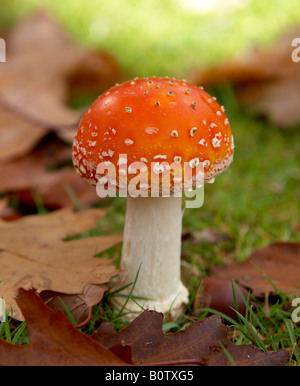 Fly agaric toadstool in una giornata autunnale Foto Stock