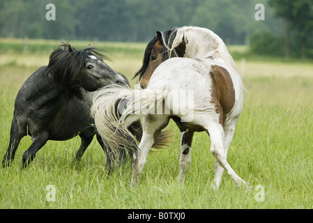 Due cavalli - sul prato Foto Stock