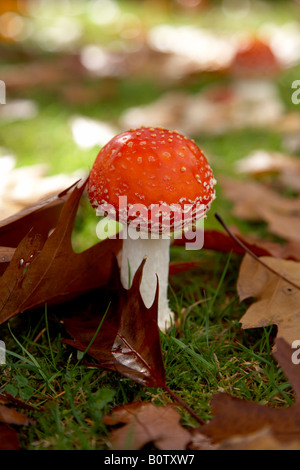 Fly agaric toadstool in una giornata autunnale Foto Stock