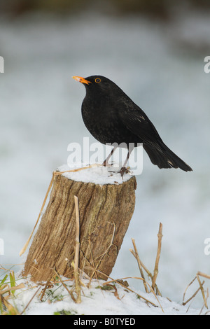 Merlo (Turdus merula). Voce maschile in piedi su un ceppo di albero nella neve Foto Stock