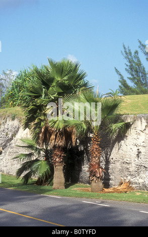 Bermuda Palmetto (Sabal bermudana), St George, Mullet Bay, Bermuda Foto Stock