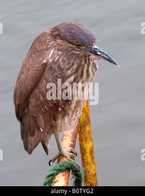 I capretti Black-Crowned Nitticora (Nycticorax nycticorax), Arica, Cile Foto Stock