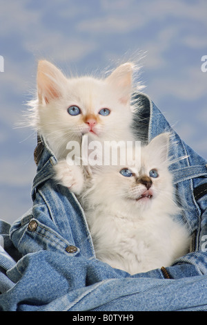 Gatti Sacri di Birmania - due gattini in jeans Foto Stock