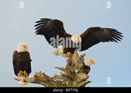 Aquila calva (Haliaeetus leucocefalo). Tre adulti su un albero morto Foto Stock
