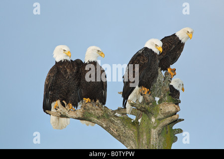 Aquile calve - seduta / Haliaeetus leucocephalus Foto Stock