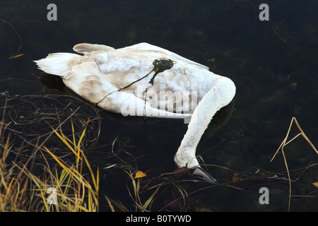 Giovani morti cigno / Cygnus olor Foto Stock