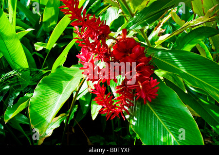 Un Red Ginger Lily in mezzo alle grandi foglie verdi in Andromeda Botanic Gardens, Barbados Foto Stock