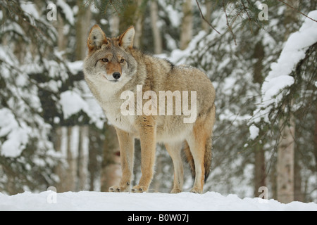 Coyote - in piedi nella neve / Canis latrans Foto Stock