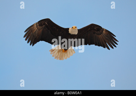 Aquila calva (Haliaeetus leucocephalus). Adulto in volo Foto Stock