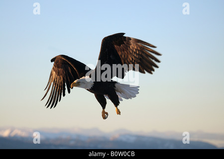 Aquila calva (Haliaeetus leucocephalus). Uccello adulto in volo Foto Stock