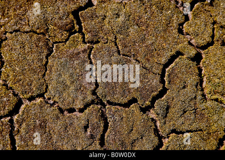 Terreno incrinato Foto Stock