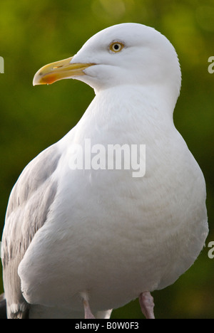 Un ritratto di un gabbiano Foto Stock