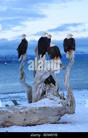 Cinque aquile calve - inverno / Haliaeetus leucocephalus Foto Stock