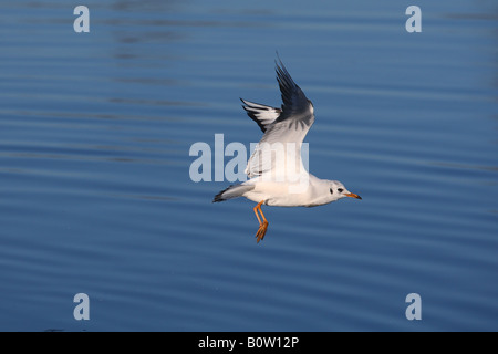 A testa nera Gull - battenti / Larus ridibundus Foto Stock