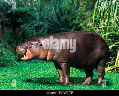 Ippopotamo pigmeo (Choeropsis liberiensis, Hexaprotodon liberiensis), in piedi Foto Stock