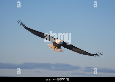 Aquila calva (Haliaeetus leucocephalus). Adulto in volo Foto Stock