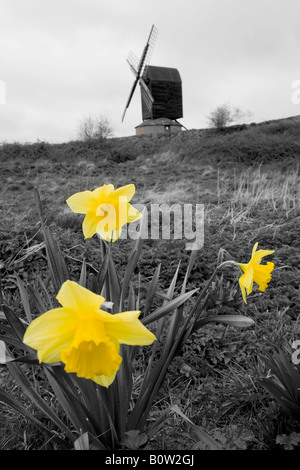 Il mulino a vento di Brill con la Pasqua narcisi, Buckinghamshire, Inghilterra Foto Stock