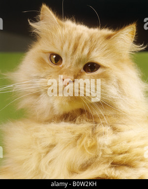 Rosso gatto persiano - Ritratto Foto Stock
