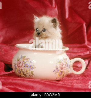 Colorpoint kitten - in pot Foto Stock